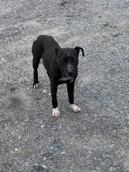 Found/Stray Unknown Dog last seen behind fresh foods IGA, Elizabethtown, NC 28337