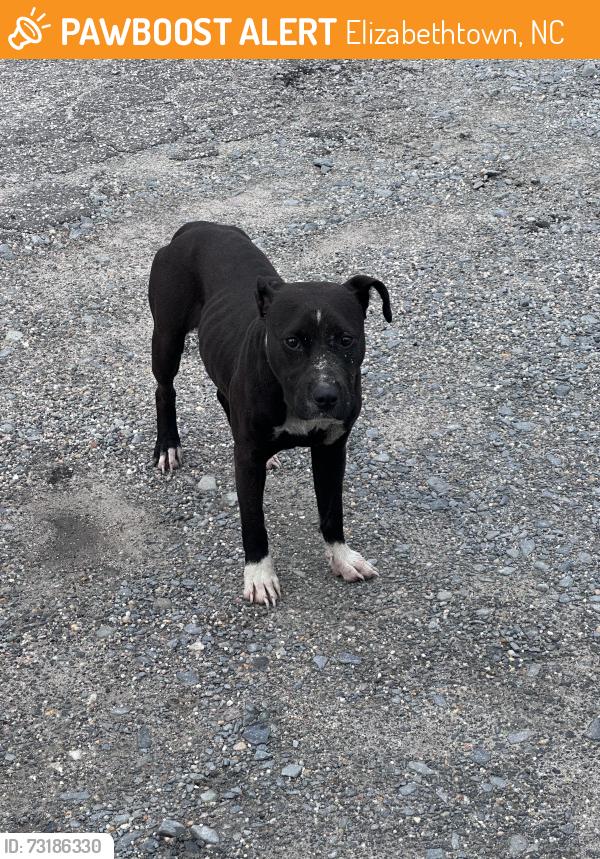 Found/Stray Unknown Dog last seen behind fresh foods IGA, Elizabethtown, NC 28337