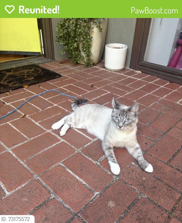 Reunited Male Cat last seen Near Santa Barbara road, Berkeley, CA 94707