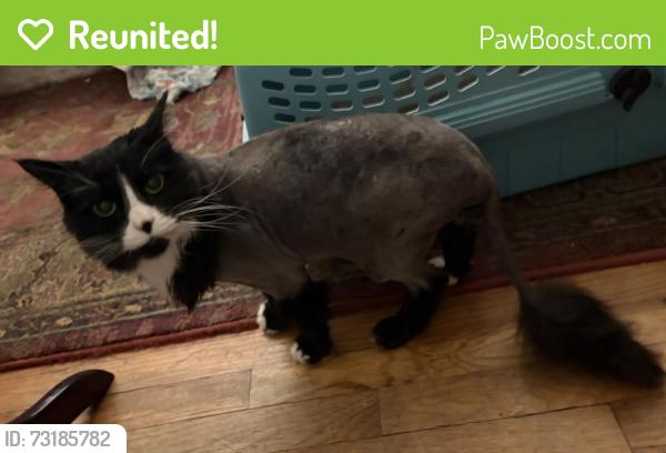 Reunited Female Cat last seen 33rd and Evergreen Avenue, Millcreek, UT 84106