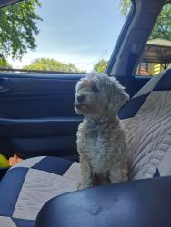Lost Female Dog last seen N bridge and Park ave, Albany, NY 12203