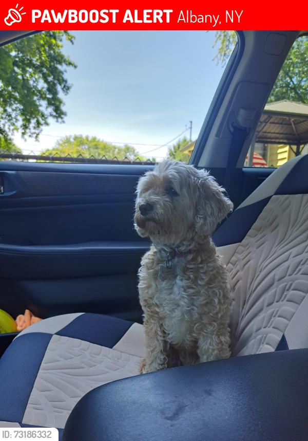 Lost Female Dog last seen N bridge and Park ave, Albany, NY 12203