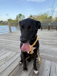 Reunited Female Dog last seen Holland rd, Lynnhaven parkway, Virginia Beach, VA 23453