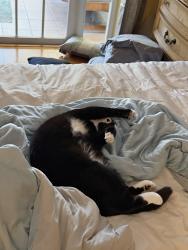 Reunited Female Cat last seen Central Blvd, Jupiter, FL 33458