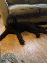 Reunited Male Dog last seen Arlington place, Hendersonville, NC 28791