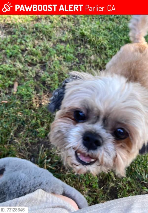 Lost Male Dog last seen Candice and Maya st, Parlier, CA 93648