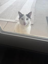 Found/Stray Unknown Cat last seen Soothing meadows de, Rio Rancho, NM 87144