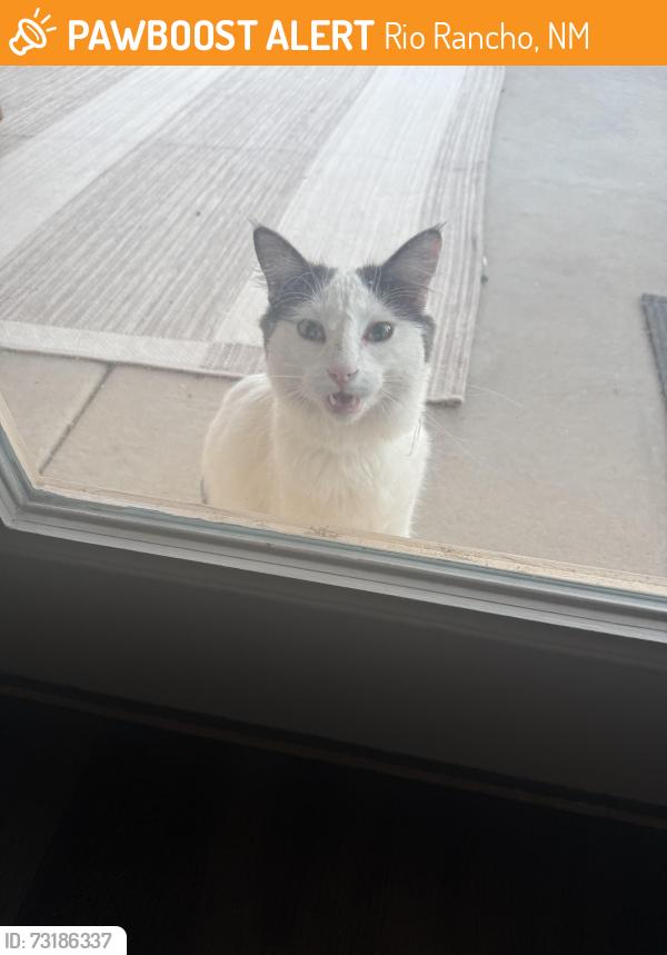 Found/Stray Unknown Cat last seen Soothing meadows de, Rio Rancho, NM 87144