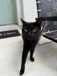 Reunited Unknown Cat last seen Pineloch near orange ave, Orlando, FL 32806