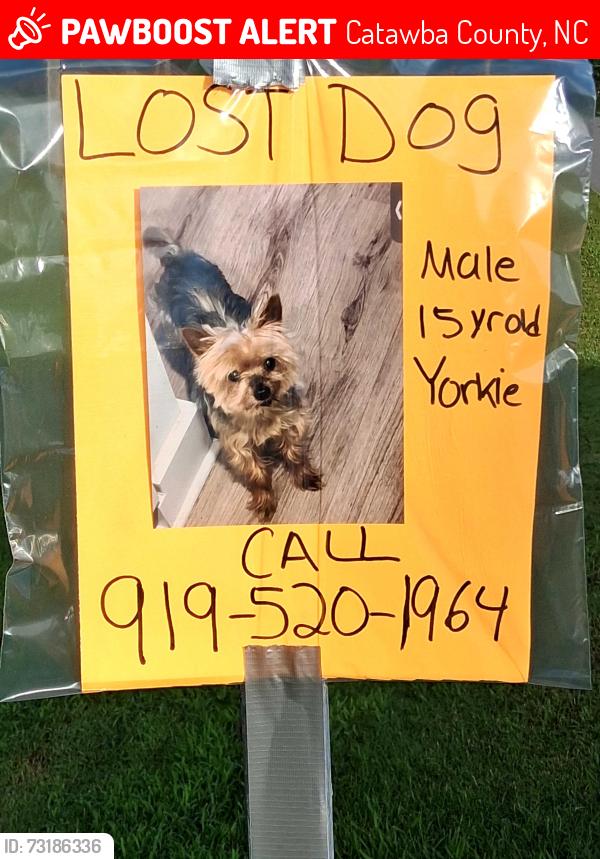 Lost Male Dog last seen Musket Way, off of Rifle Range Road in Conover, Catawba County, NC 28613