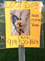 Lost Male Dog last seen Musket Way, off of Rifle Range Road in Conover, Catawba County, NC 28613