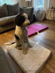 Reunited Female Dog last seen Arlington place, Hendersonville, NC 28791