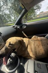 Reunited Female Dog last seen Holland rd and Lynnhaven parkway, Virginia Beach, VA 23453