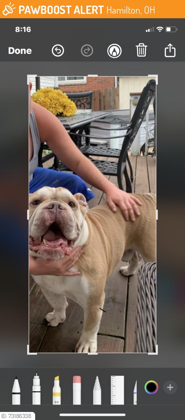 Found/Stray Male Dog last seen Ross Ave and Kenworth Ave, Hamilton, OH 45013
