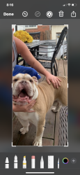 Found/Stray Male Dog last seen Ross Ave and Kenworth Ave, Hamilton, OH 45013