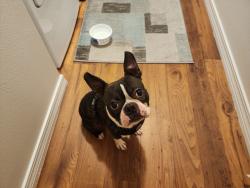 Found/Stray Male Dog last seen Makenna Circle off W Spencer Field Rd, Pace, FL 32571