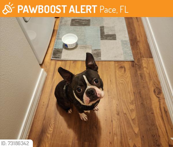 Found/Stray Male Dog last seen Makenna Circle off W Spencer Field Rd, Pace, FL 32571
