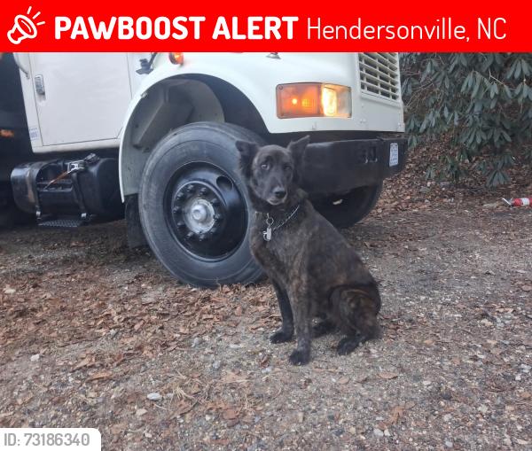 Lost Male Dog last seen Hendersonville Walmart parking lot, Hendersonville, NC 28739