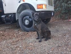 Lost Male Dog last seen Hendersonville Walmart parking lot, Hendersonville, NC 28739