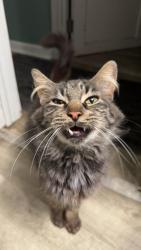 Lost Female Cat last seen Third street oakcrest dr, Wadsworth, OH 44281