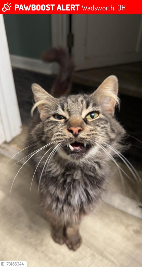 Lost Female Cat last seen Third street oakcrest dr, Wadsworth, OH 44281