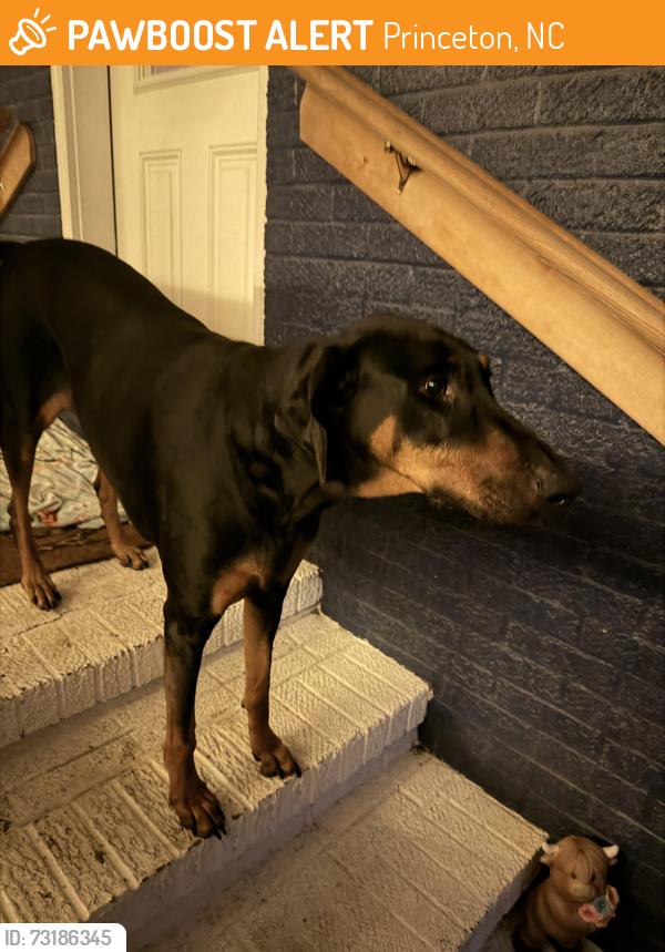Found/Stray Female Dog last seen Johnston county public safety department, Princeton, NC 27569