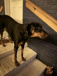 Found/Stray Female Dog last seen Johnston county public safety department, Princeton, NC 27569