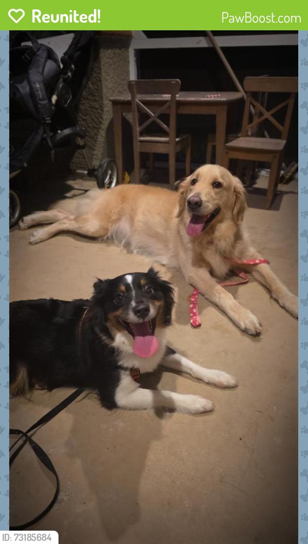 Reunited Female Dog last seen Buckingham rd & Astoria, Fort Myers, FL 33913