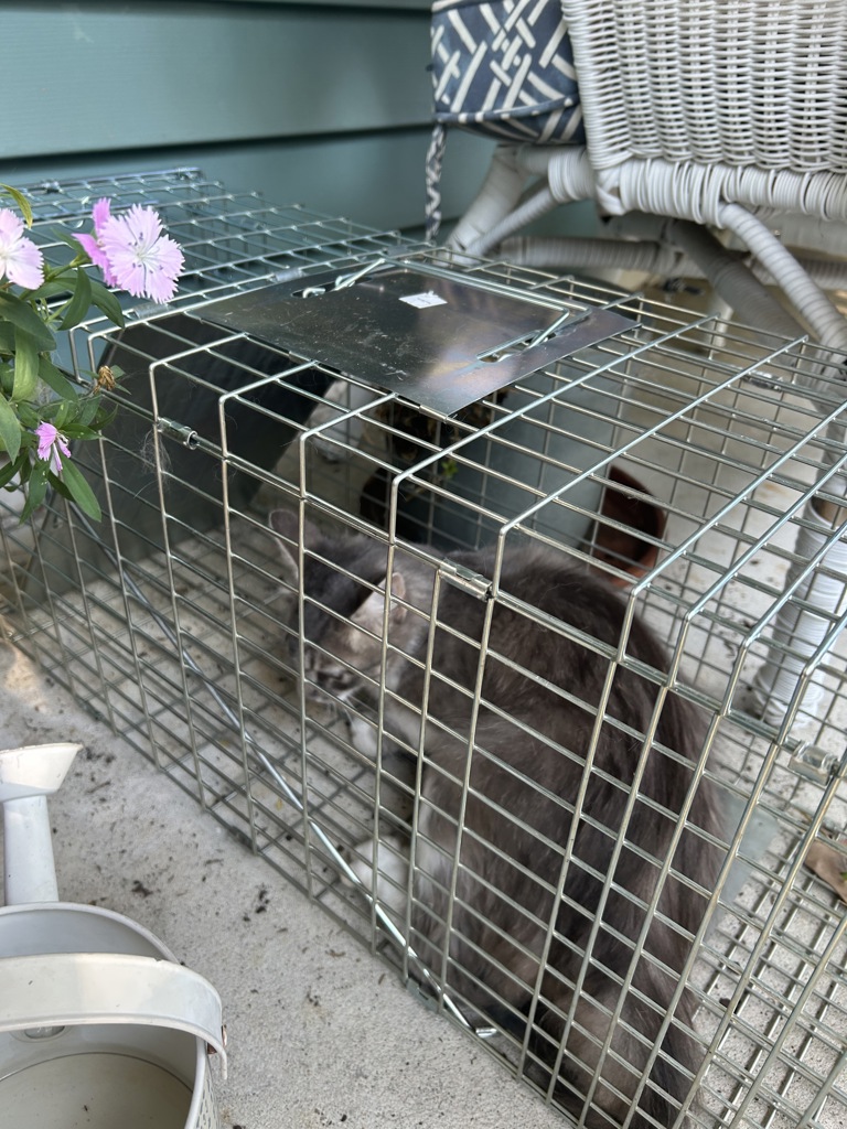 Shelter Stray Female Cat last seen Near Paddock Lane, VIRGINIA BEACH, VA, 23464, 341 S Birdneck Rd, Virginia Beach, VA 23451, USA