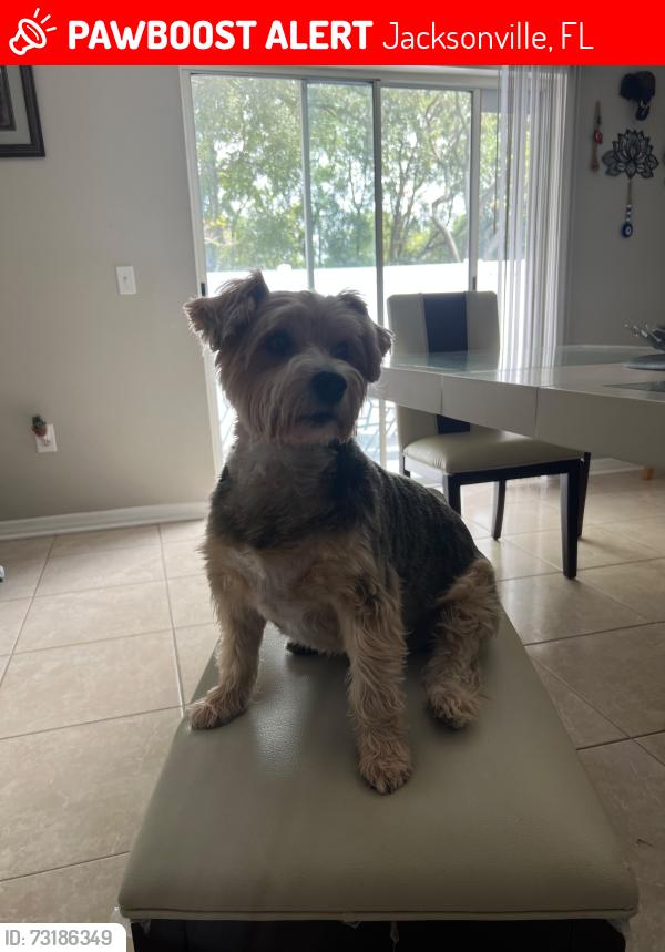 Lost Male Dog last seen Cobblestone forest., Jacksonville, FL 32225