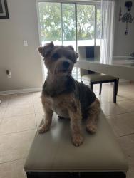 Lost Male Dog last seen Cobblestone forest., Jacksonville, FL 32225