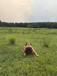 Lost Male Dog last seen Duncan rd near the pet solutions plant, Aiken County, SC 29822