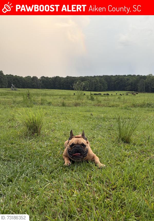 Lost Male Dog last seen Duncan rd near the pet solutions plant, Aiken County, SC 29822