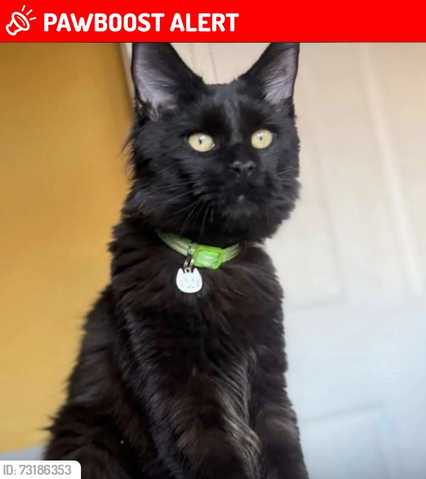 Lost Female Cat last seen Strechford Birmingham, Stechford, England B33 8BX