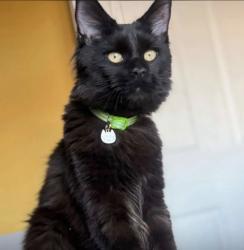Lost Female Cat last seen Strechford Birmingham, Stechford, England B33 8BX