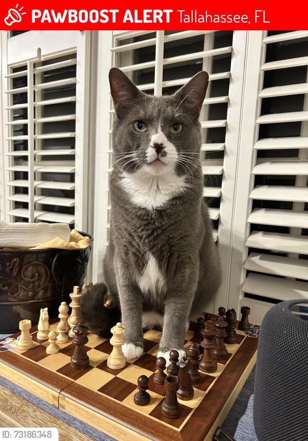 Lost Male Cat last seen Lothian between Mercer and Lasswade, Tallahassee, FL 32312