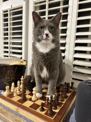 Lost Male Cat last seen Lothian between Mercer and Lasswade, Tallahassee, FL 32312