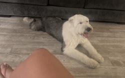 Reunited Male Dog last seen Badillo elementary, Covina, CA 91724