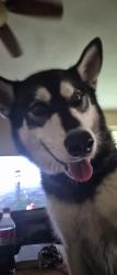 Found/Stray Female Dog last seen Near Bayou Place, Bellview, FL 32526