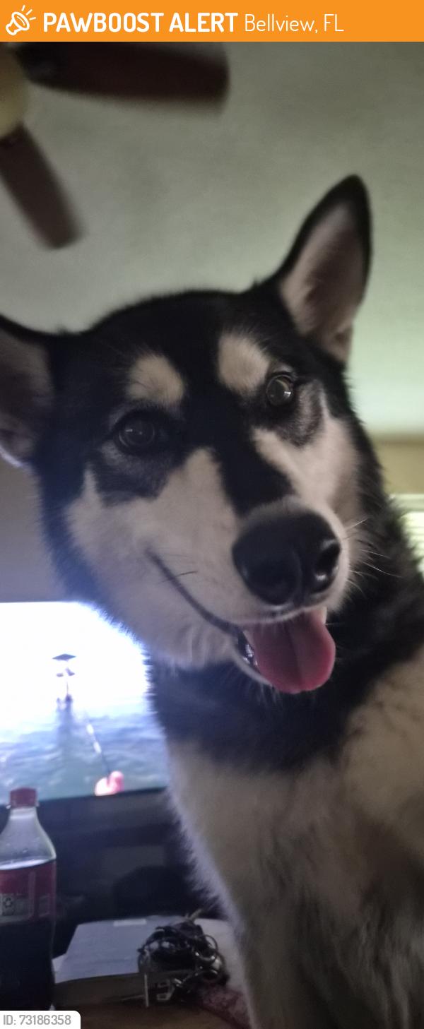Found/Stray Female Dog last seen Near Bayou Place, Bellview, FL 32526