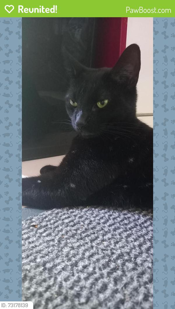 Reunited Female Cat last seen Meadcrift Road, Kennington, Greater London, England SE11 4BB