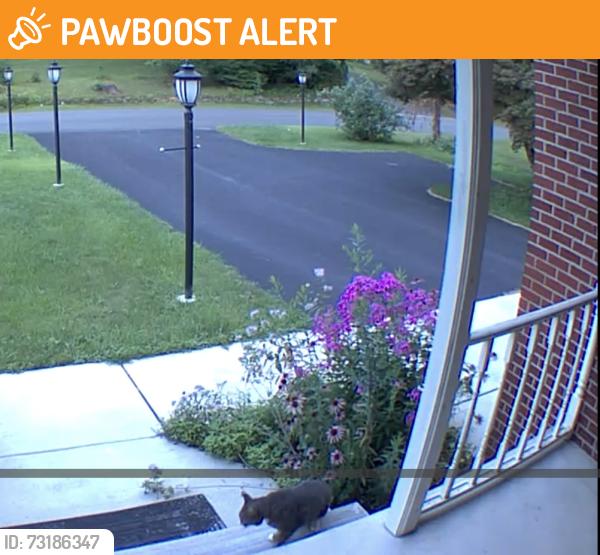 Found/Stray Unknown Cat last seen Schodack Dr. & Short St. (near the church), Castleton-on-Hudson, NY 12033
