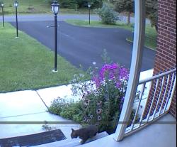 Found/Stray Unknown Cat last seen Schodack Dr. & Short St. (near the church), Castleton-on-Hudson, NY 12033