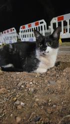 Lost Female Cat last seen Fareham crescent, Wolverhampton, West Midlands, England 