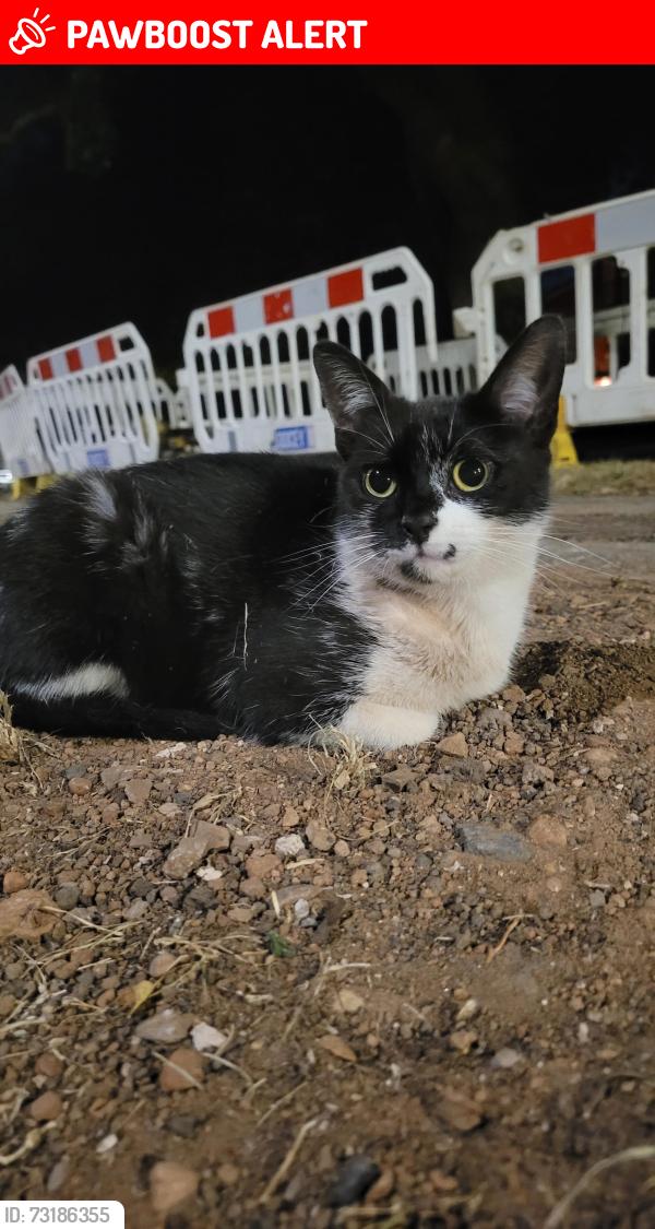 Lost Female Cat last seen Fareham crescent, Wolverhampton, West Midlands, England 