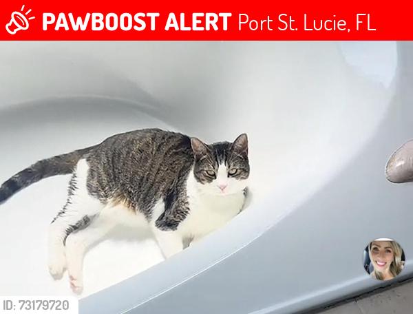 Lost Female Cat last seen Port saint lucie Florida, Port St. Lucie, FL 34986