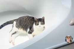 Lost Female Cat last seen Port saint lucie Florida, Port St. Lucie, FL 34986