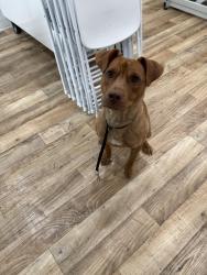 Found/Stray Male Dog last seen Amazon, Kernersville, NC 27284