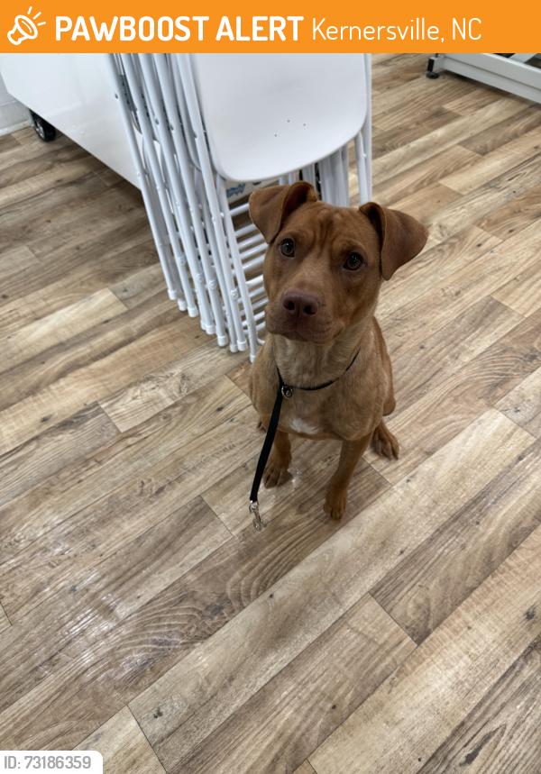 Found/Stray Male Dog last seen Amazon, Kernersville, NC 27284