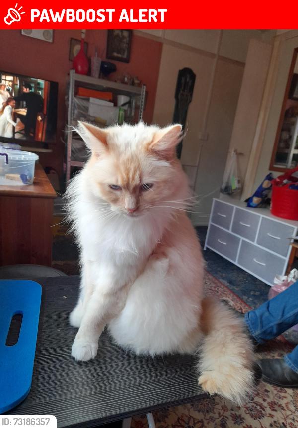 Lost Unknown Cat last seen At my home 8 festival gardens, Tolleshunt D'Arcy, England CM9 8TX